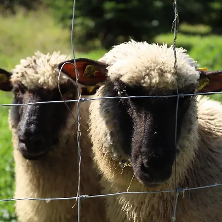 Moitz Apartment Heimschuh
