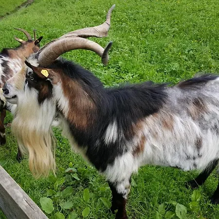 アパート Moitz Heimschuh